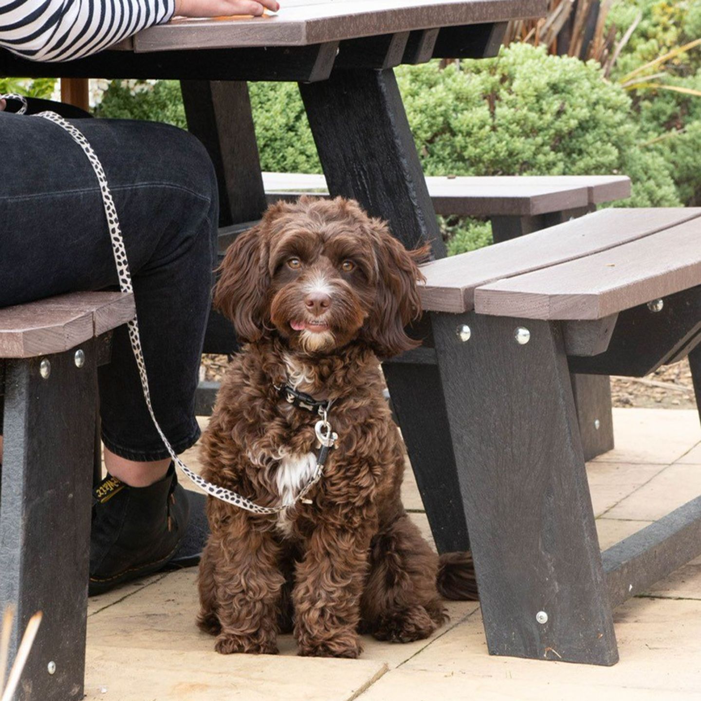 Your local dog friendly pub in Hednesford